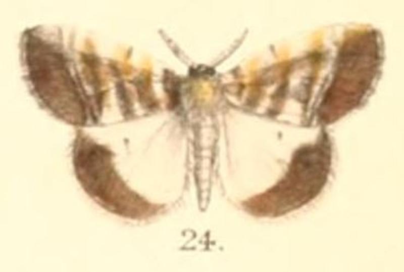 Pl.2-24-Euproctis variegata Moore, 1879
