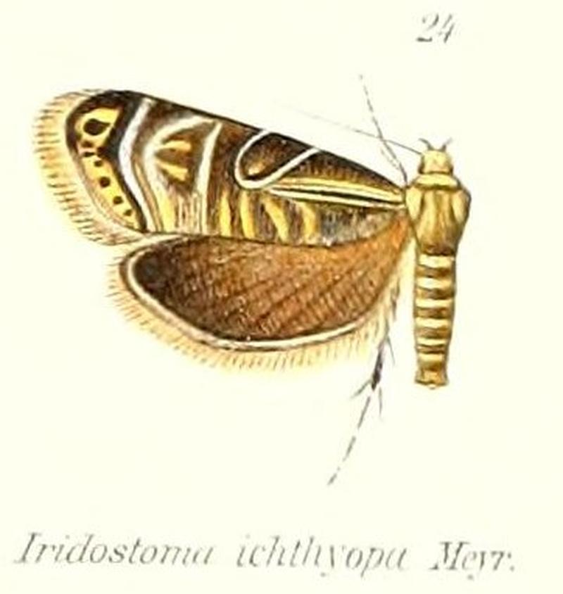 Pl.2-24-Iridostoma ichthyopa Meyrick, 1909