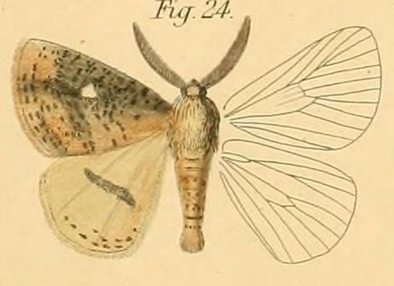 Pl.2-24-Lasiocampa rudis=Chrysopoloma rudis (Walker, 1865)