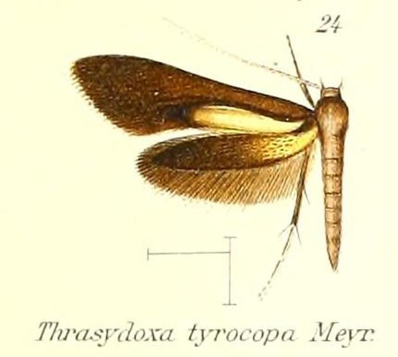 Pl.2-24-Thrasydoxa tyrocopa Meyrick, 1912