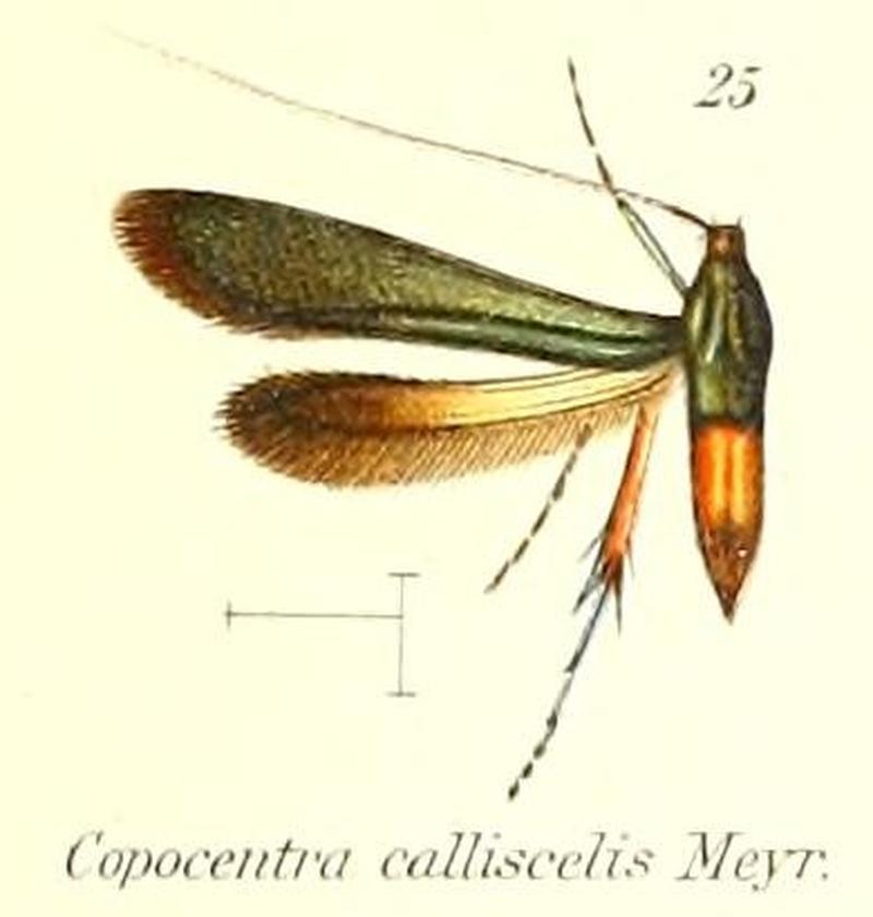 Pl.2-25-Copocentra calliscelis Meyrick 1909