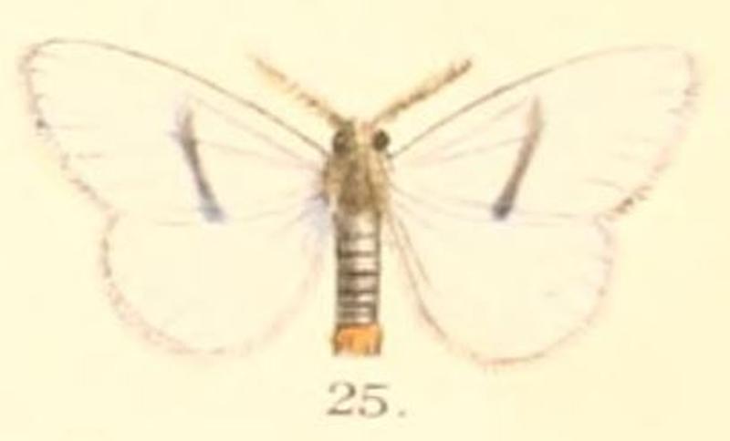 Pl.2-25-Euproctis semivitta Moore, 1879
