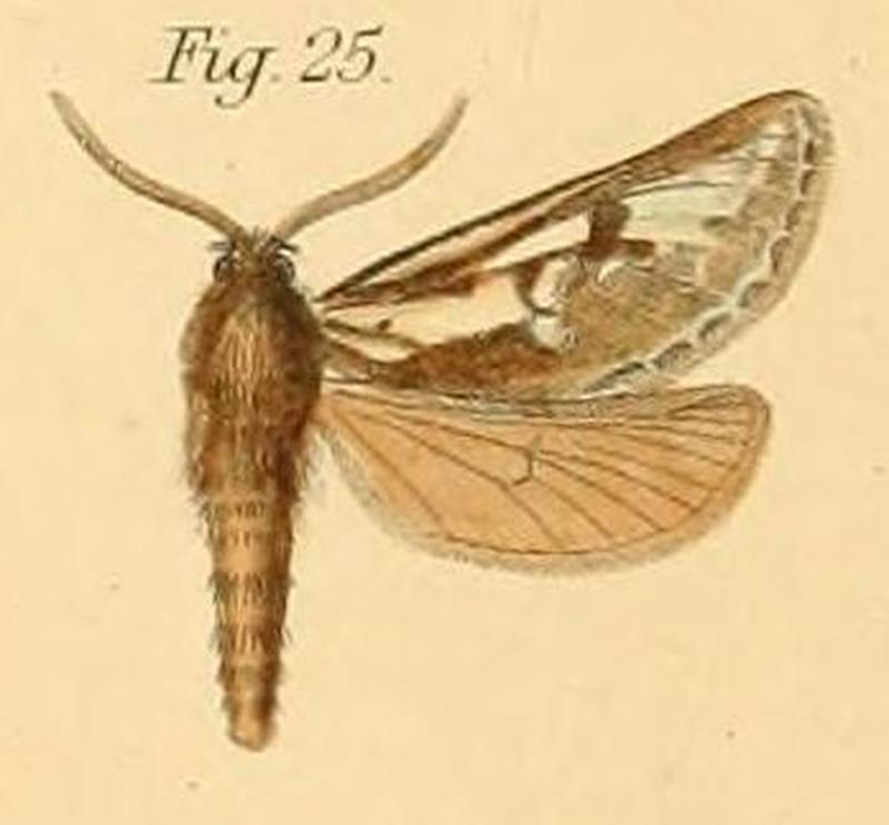 Pl.2-25-Gorgopis butlerii=Gorgopis butlerii (Dewitz, 1881)