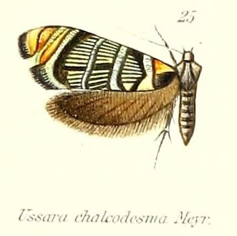 Pl.2-25-Ussara chalcodesma Meyrick, 1913