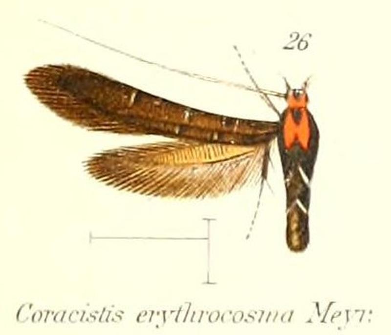 Pl.2-26-Coracistis erythrocosma Meyrick, 1897