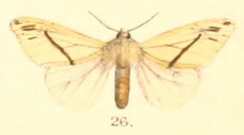 Pl.2-26-Lemyra obliquivitta (Moore, 1879) (Spilarctia)