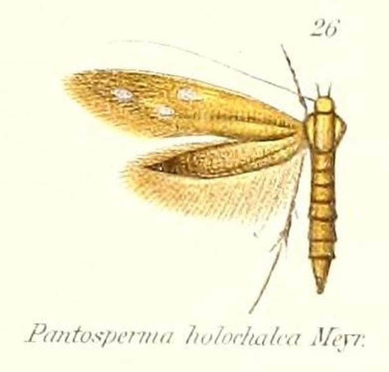 Pl.2-26-Pantosperma holochalca