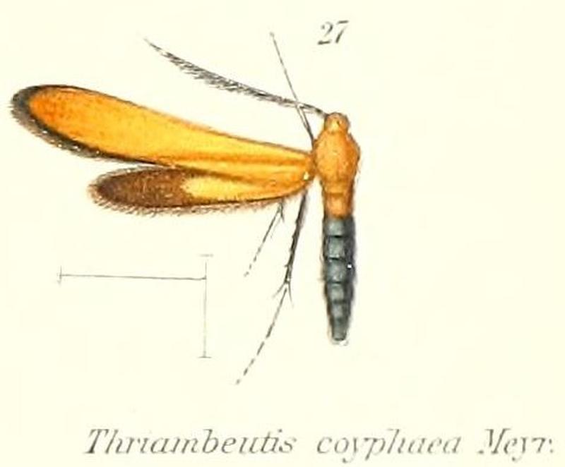 Pl.2-27-Thriambeutis coryphaea Meyrick, 1912