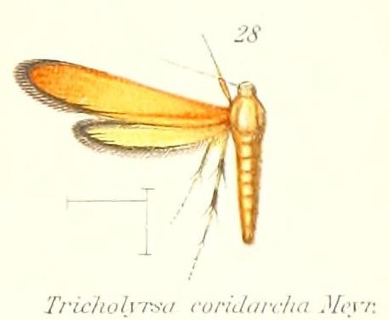 Pl.2-28-Trichothyrsa coridarcha Meyrick, 1912
