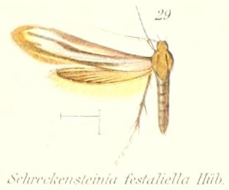 Pl.2-29-Schreckensteinia festaliella (Hübner,1819)