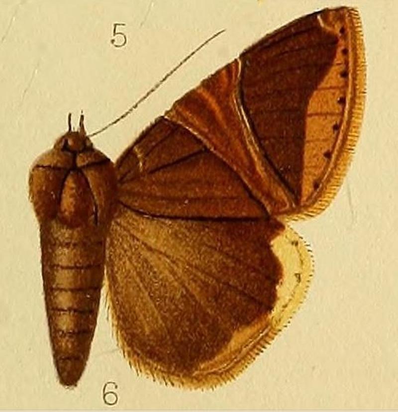 Pl.225-06-Achaea balteata de Joannis, 1912