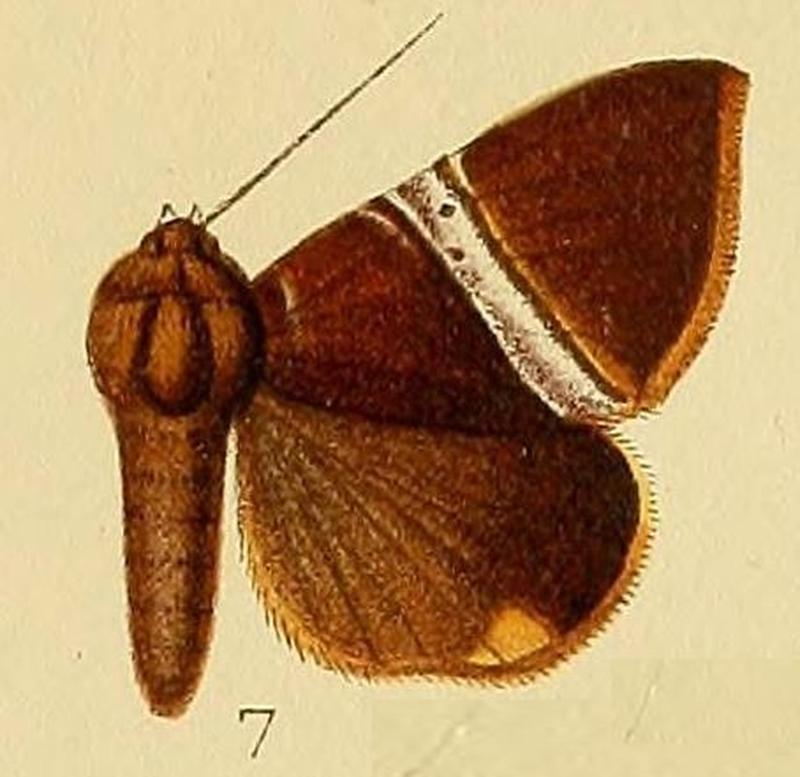 Pl.225-07-Dysgonia rectivia (Hampson, 1913) (Parallelia)