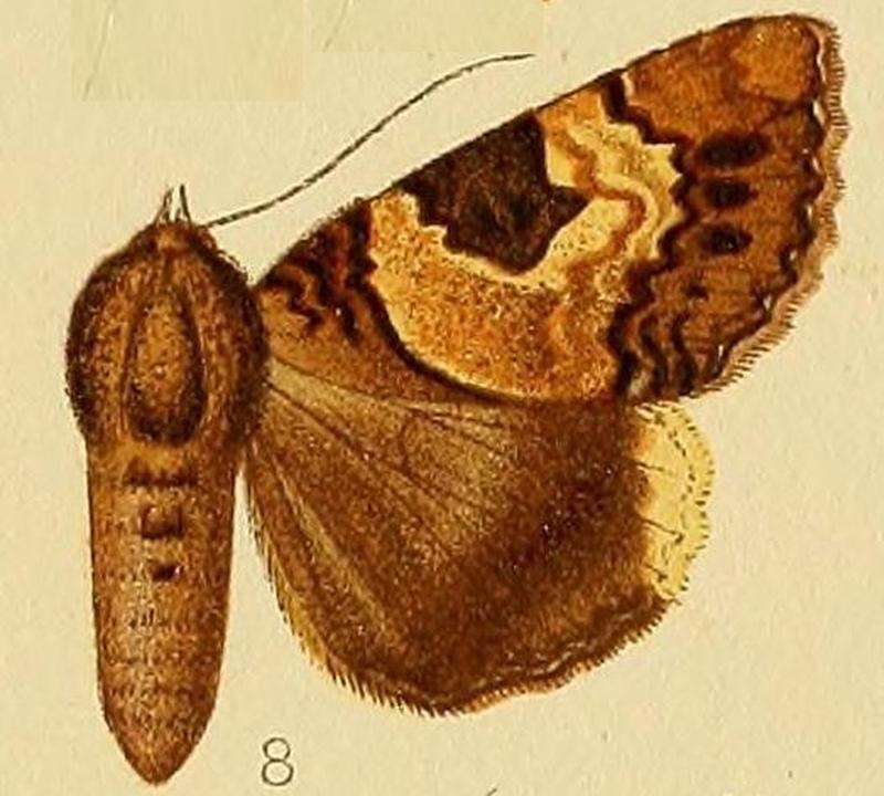 Pl.225-08-Tolna macrosema Hampson, 1913