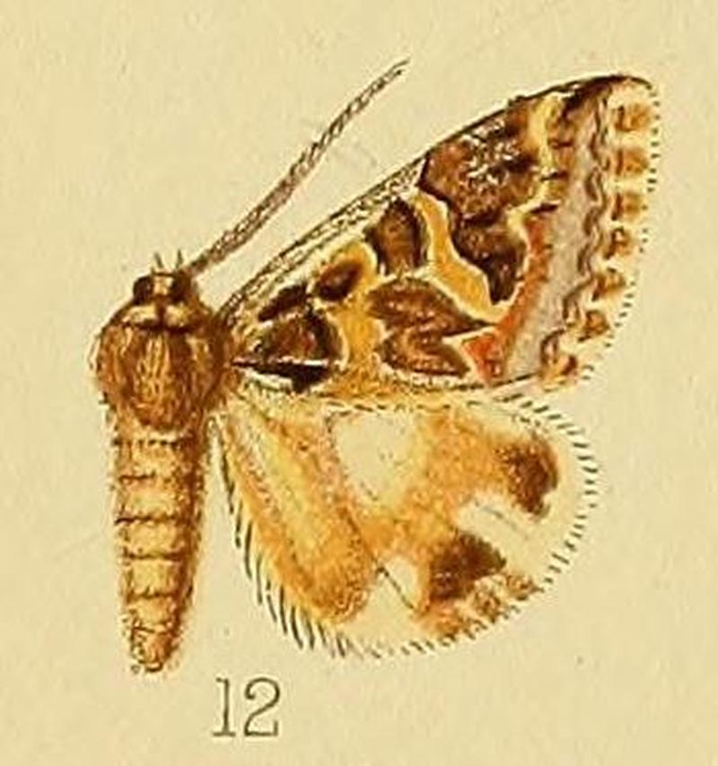 Pl.226-12-Cerocala sana (=rothschildi) Turati, 1924