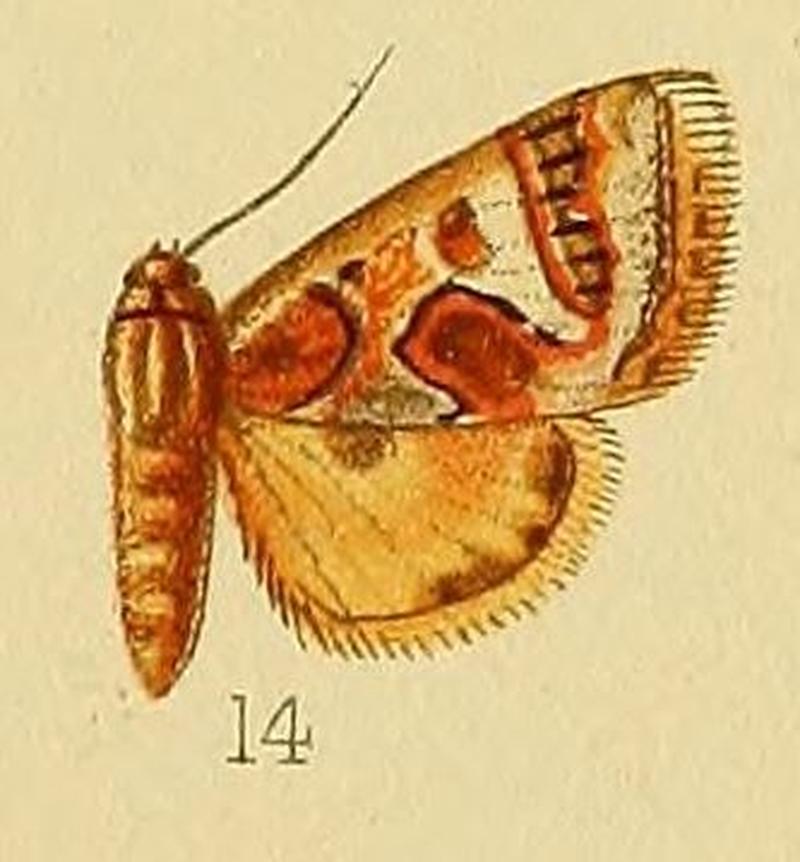 Pl.226-14-Cerocala munda Druce, 1900