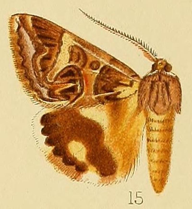 Pl.226-15-Cerocala vermiculosa Herrich-Schäffer, 1858