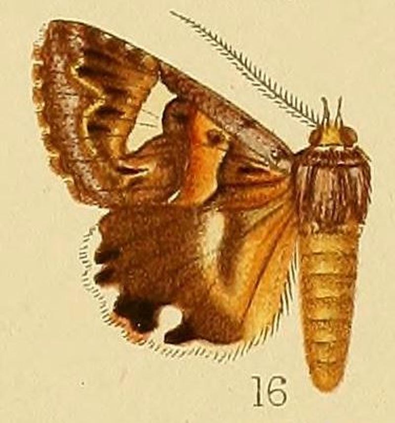 Pl.226-16-Cerocala sokotrensis Hampson, 1899