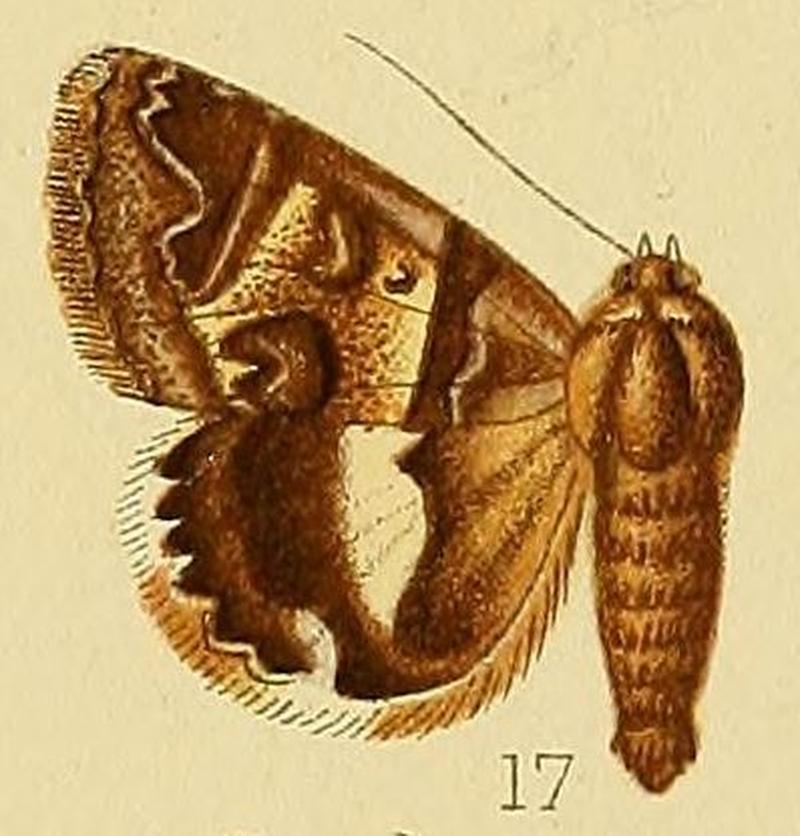 Pl.226-17-Cerocala orientalis