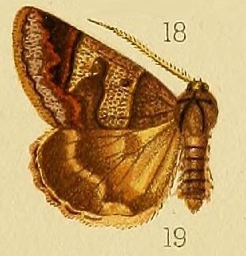 Pl.226-19-Cerocala contraria (Walker, 1865)