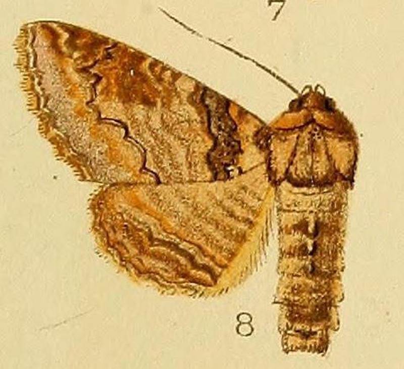 Pl.232-08-Pericyma vinsonii (Guenée, 1862)