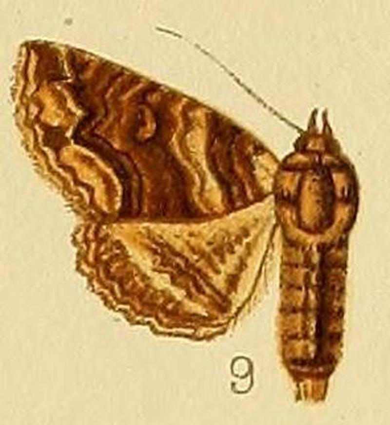 Pl.232-09-Pericyma atrifusa (Hampson, 1902)