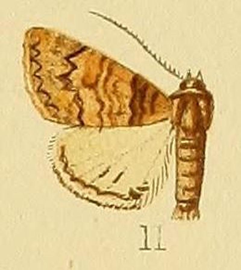 Pl.232-11-Pericyma metaleuca Hampson, 1913