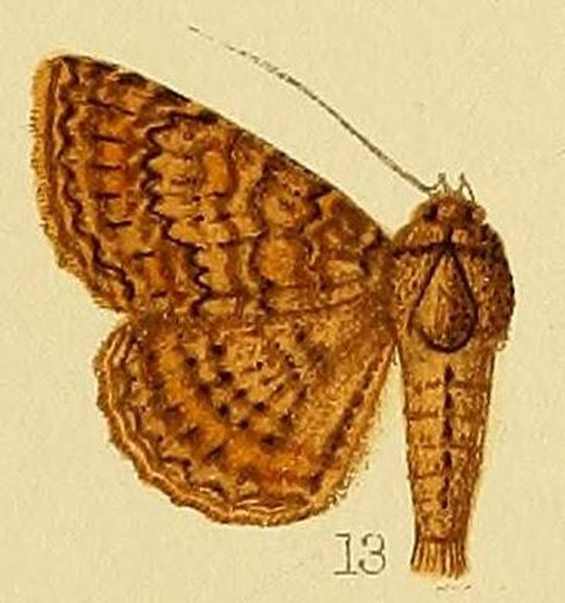 Pl.232-13-Pericyma scandulata (Felder & Rogenhofer, 1874)