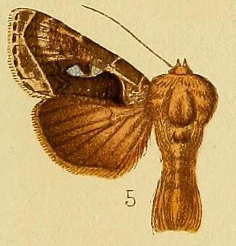 Pl.237-05-Agrapha gammaloba (Hampson, 1910)