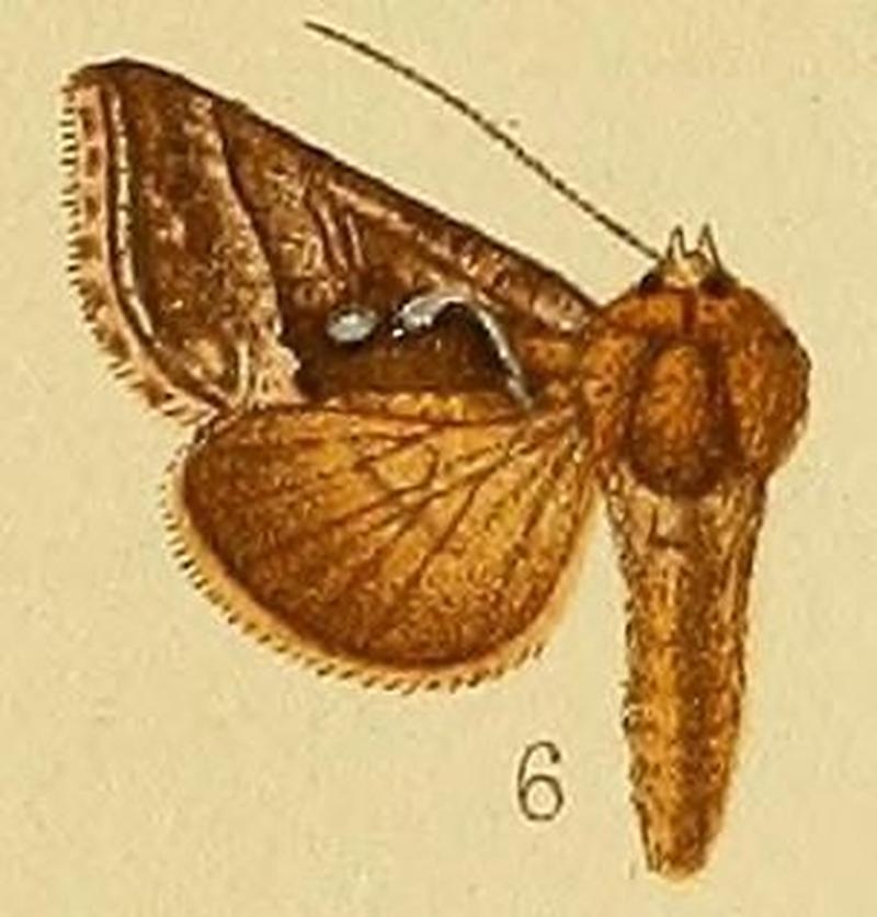 Pl.237-06-Thysanoplusia chalcedona Hampson, 1902