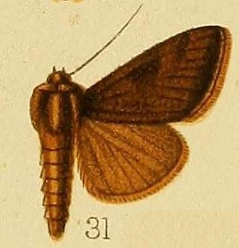 Pl.237-31-Trichoplusia gorilla (Holland, 1894) (Phytometra)