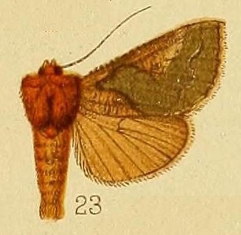 Pl.239-23-Trichoplusia florina (Guenée, 1852)