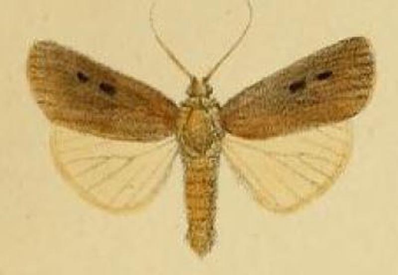 Pl.3-01-Ochropleura talda=Agrotis talda (Schaus & Clements, 1893)