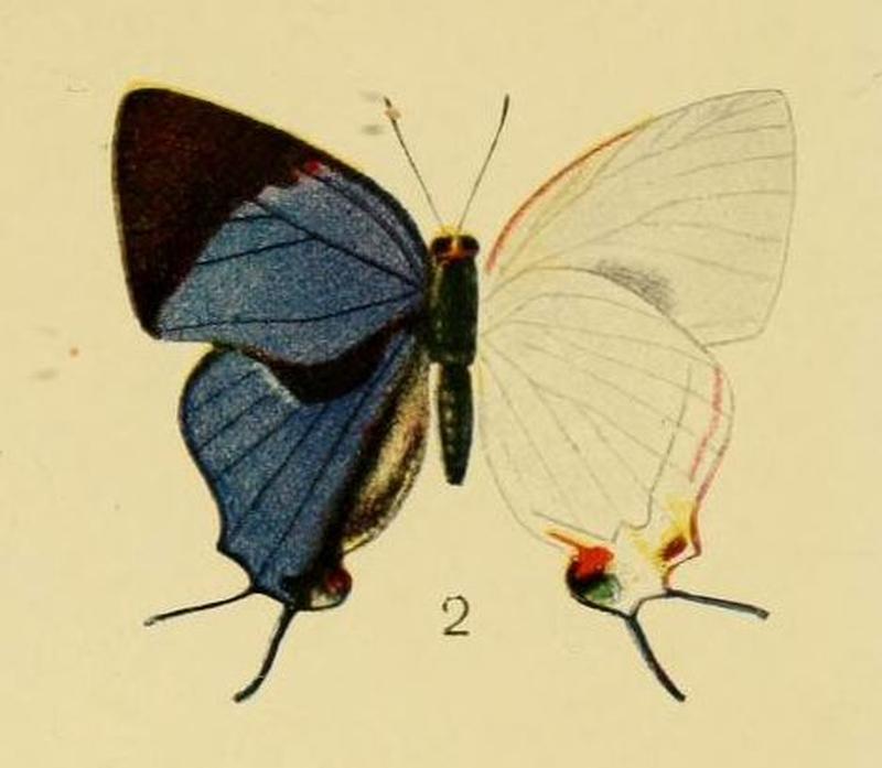 Pl.3-02-Iolaus scintillans (Aurivillius, 1905)