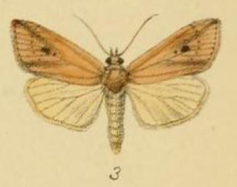 Pl.3-03-Maliana bertha=Melionica bertha (Schaus & Clements, 1893)