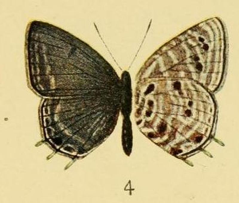 Pl.3-04-Anthene nigeriae (Aurivillius, 1905) (Lycaenesthes)