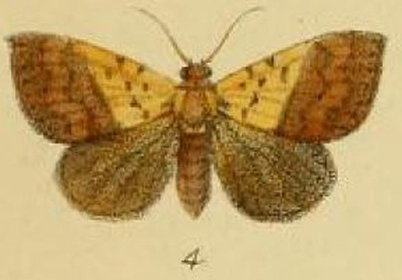 Pl.3-04-Xanthoptera allecta=Phytometra duplicalis (Walker, 1866)