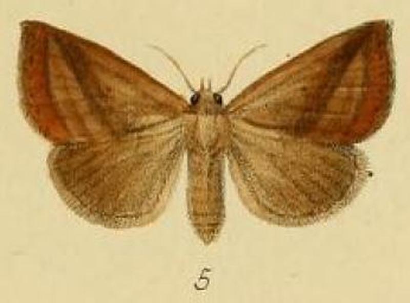 Pl.3-05-Calobochyla silona=Phytometra silona (Schaus & Clements, 1893)