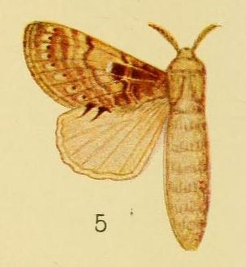 Pl.3-05-Odontocheilopteryx maculata Aurivillius, 1905