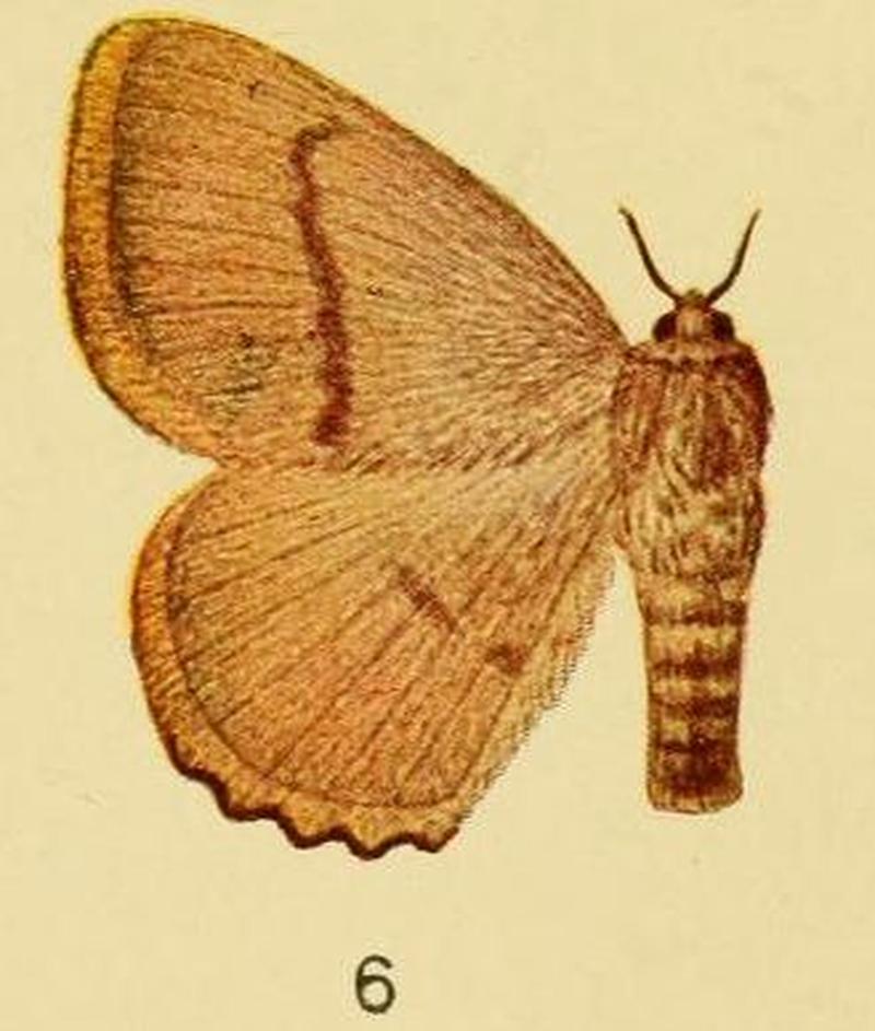 Pl.3-06-Chrysopoloma nigrociliata Aurivillius, 1905