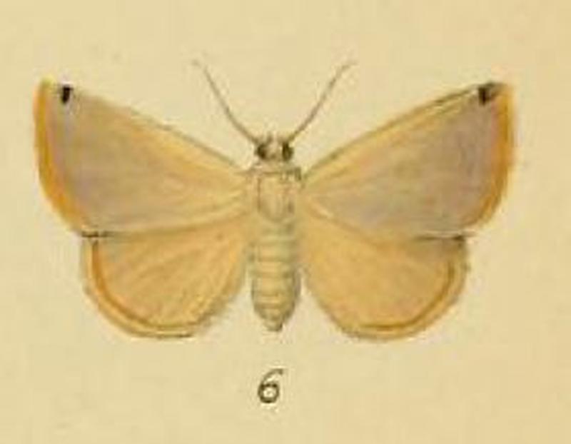 Pl.3-06-Xanthoptera colla=Eublemma colla (Schaus & Clements, 1893)