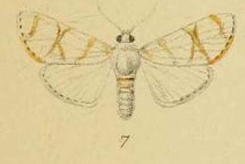 Pl.3-07-Cirrhochrista saltusalis Schaus & Clements, 1893