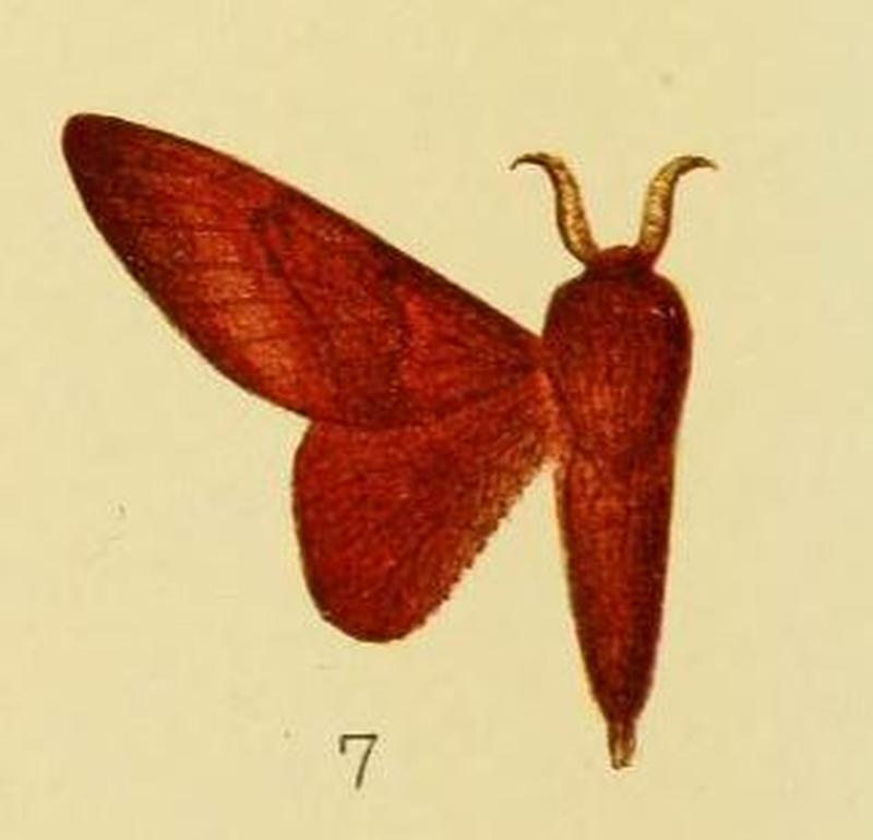 Pl.3-07-Pseudometa schultzei Aurivillius, 1905