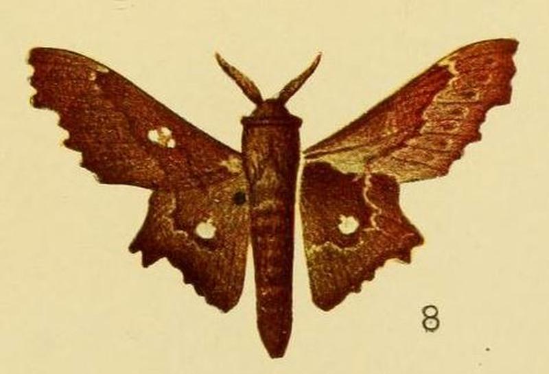 Pl.3-08-Mimopacha tripunctata Aurivillius, 1905