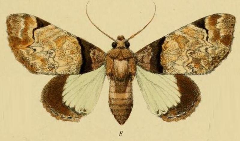 Pl.3-08-Trisula magnifica=Amblyprora magnifica (Schaus & Clements, 1893)
