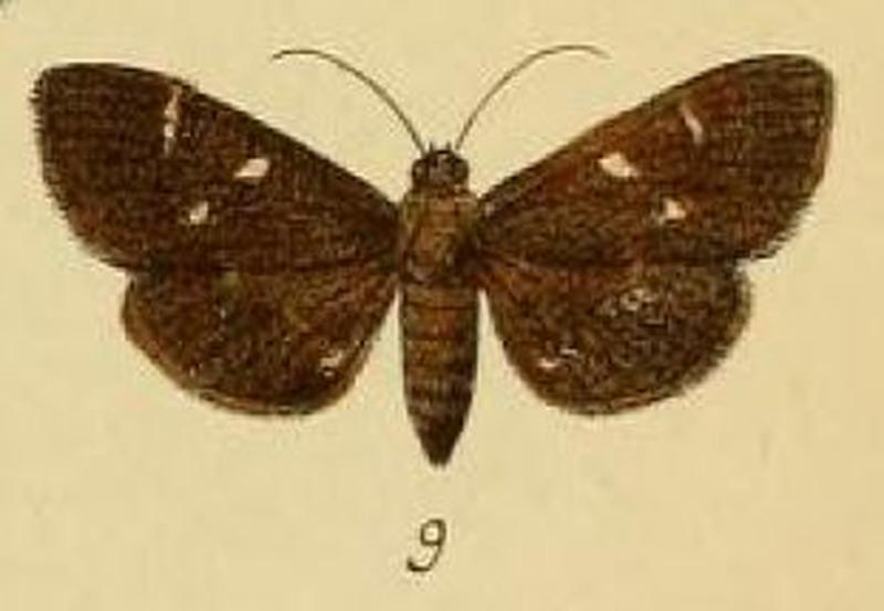 Pl.3-09-Comptobasis leonalis=Syllepte leonalis (Schaus & Clements, 1893)