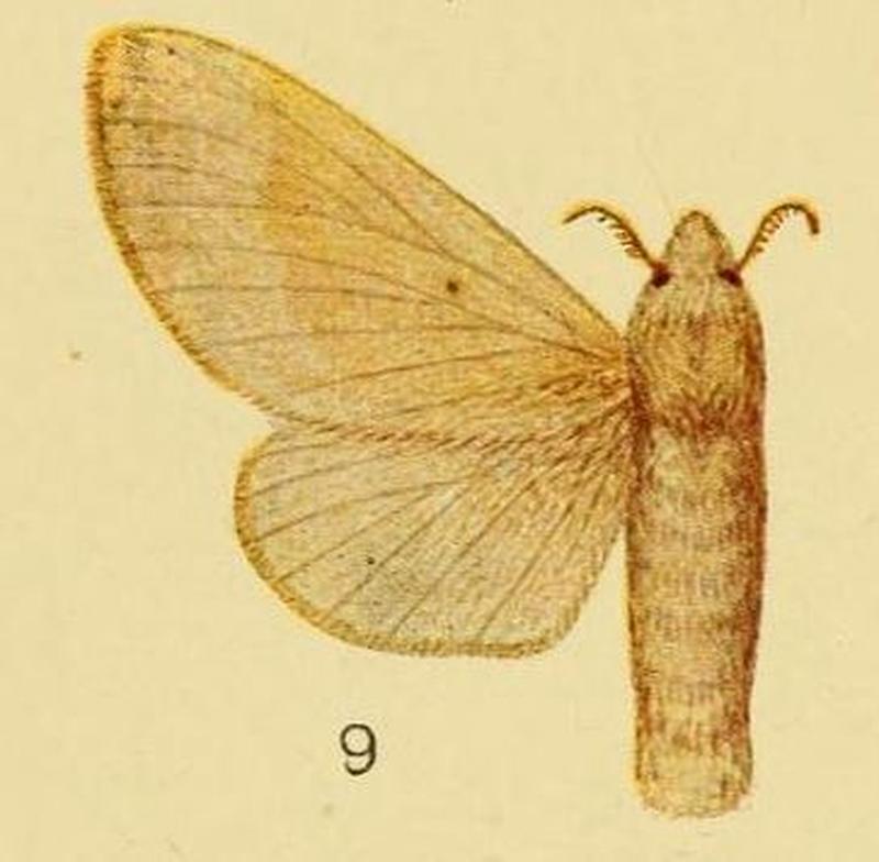 Pl.3-09-Streblote diluta (Aurivillius, 1905) (Taragama)