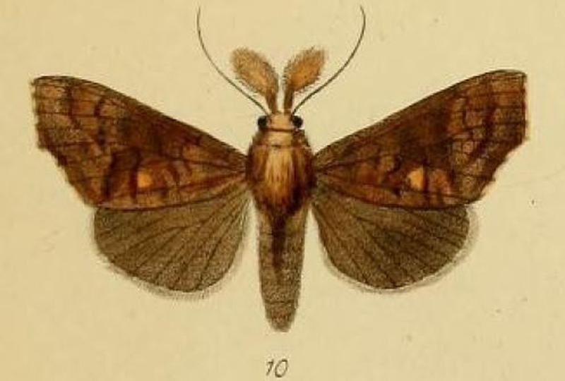 Pl.3-10-Gonitis leona=Anomis leona (Schaus & Clements, 1893)