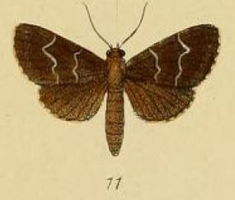 Pl.3-11-Hydrillodes janalis Schaus & Clements, 1893