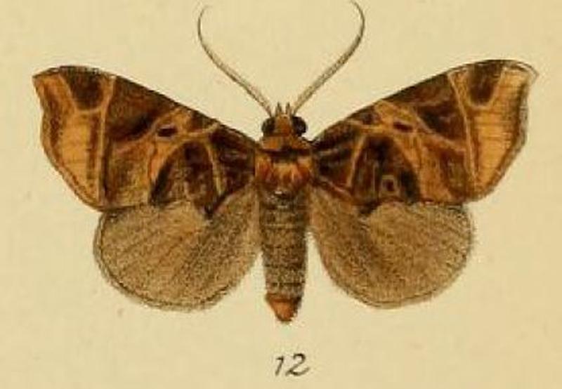 Pl.3-12-Birtha talusina=Marcipa talusina (Schaus & Clements, 1893)