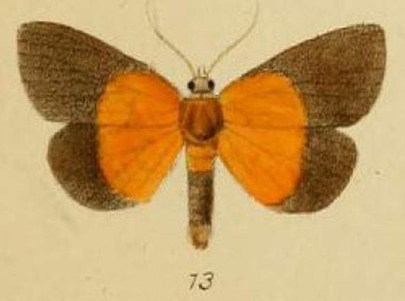 Pl.3-13-Hypena ducalis Schaus & Clements, 1893